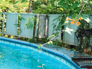 Leafy backyard pool area